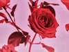 Close-up of a red rose with a pinkish-purple background