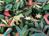 Fabric with colorful animal and plant pattern on a dark background